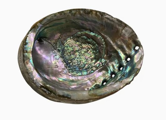 Abalone Shell