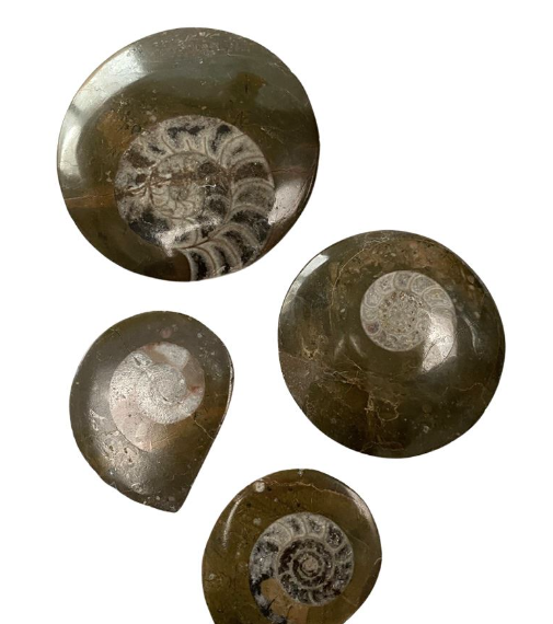 Goniatite Fossil Buttons