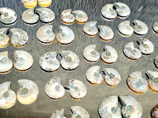 Small Ammonite Fossil Pairs