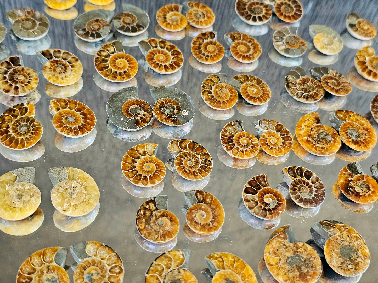 Small Ammonite Fossil Pairs