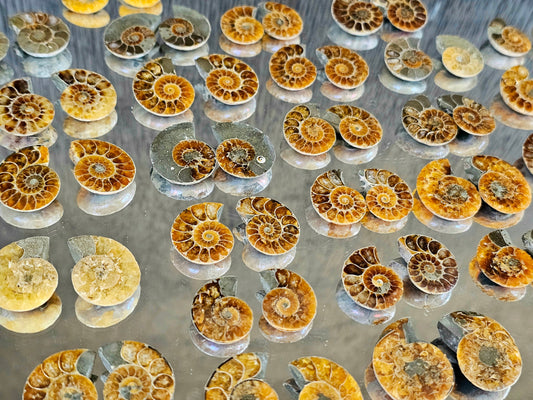 Small Ammonite Fossil Pairs