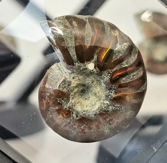 Red Ammonite Fossil