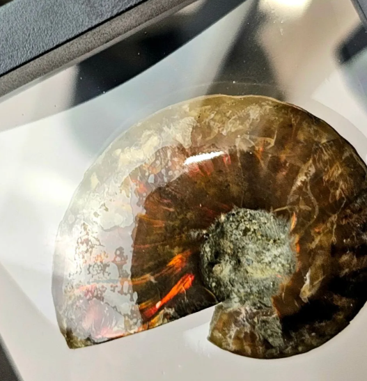 Red Ammonite Fossil