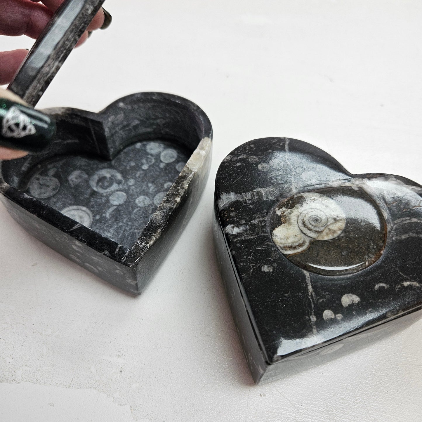 Orthoceras Fossil Box