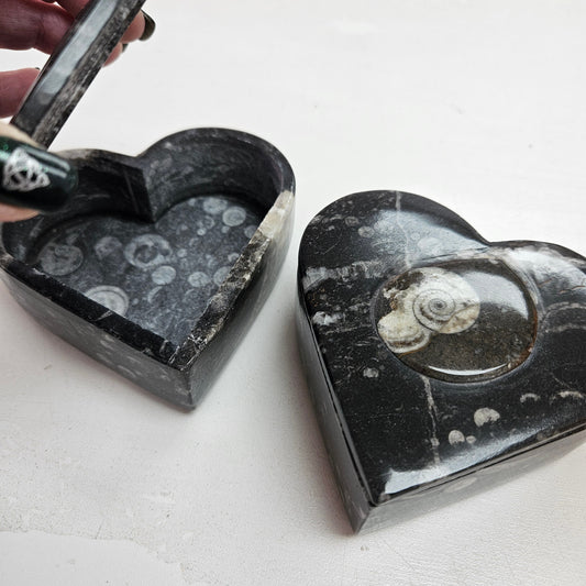 Orthoceras Fossil Box