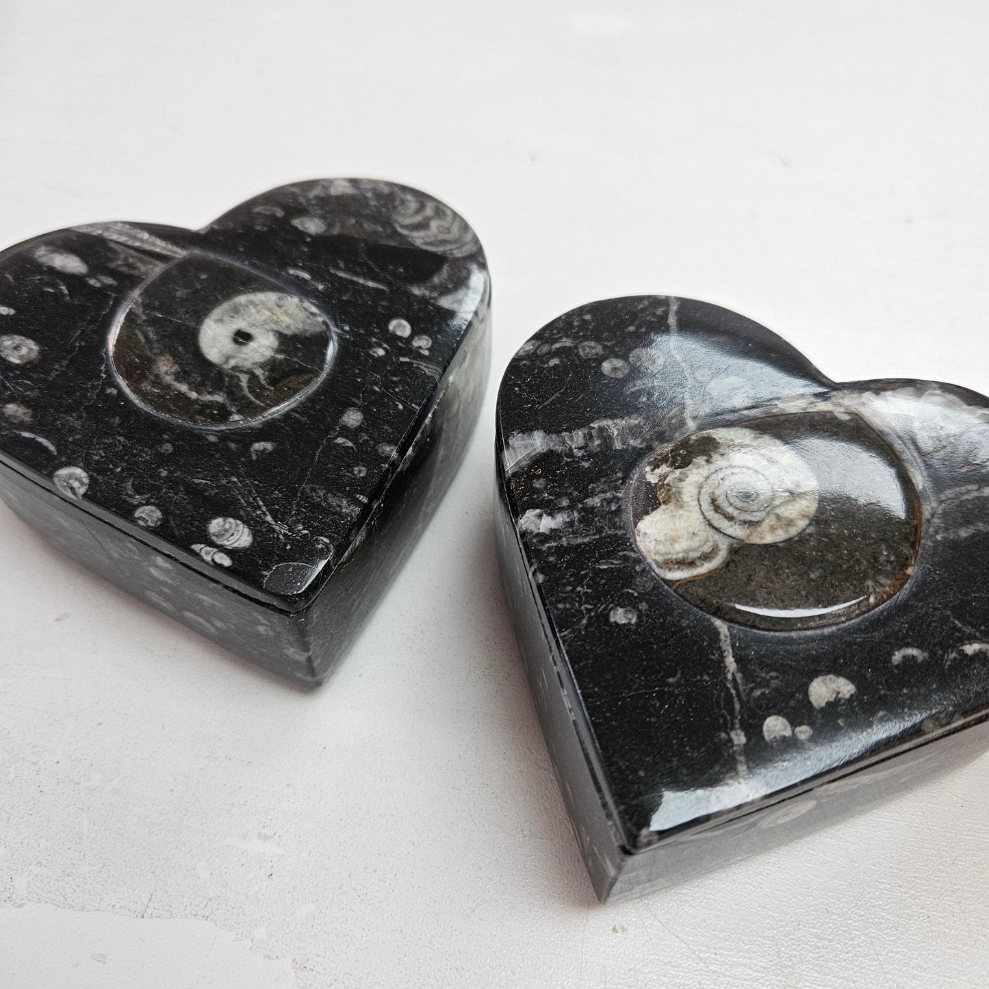 Orthoceras Fossil Box