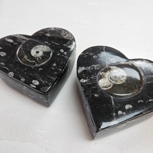 Orthoceras Fossil Box