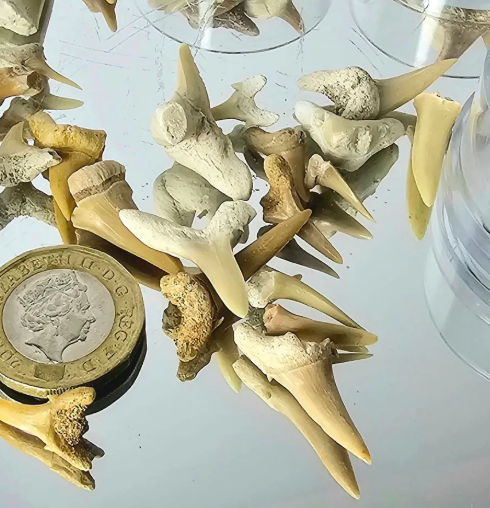 Fossil Shark Teeth