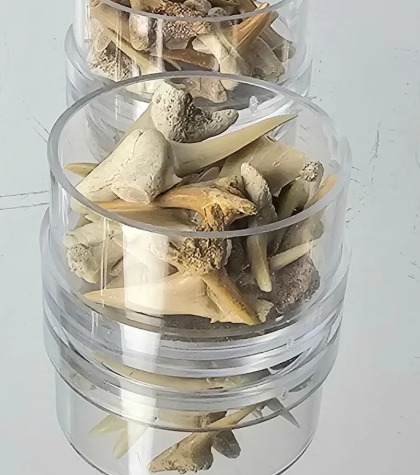 Fossil Shark Teeth