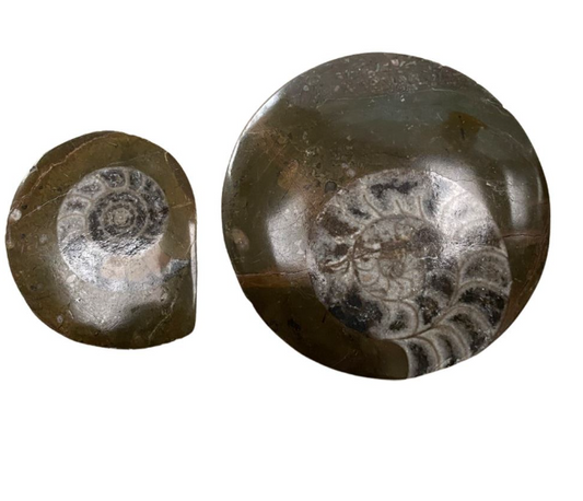 Goniatite Fossil Buttons