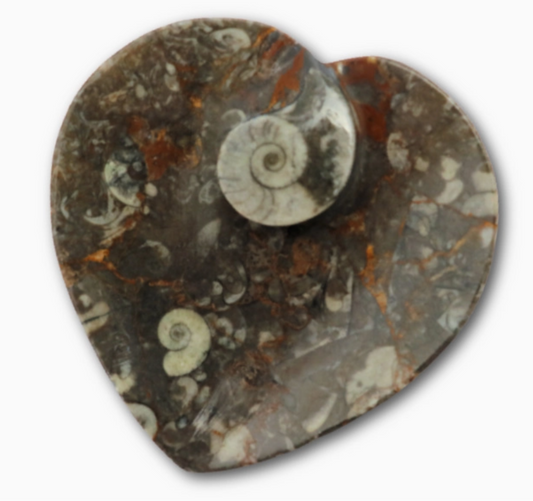 Orthoceras Fossil Heart Dish